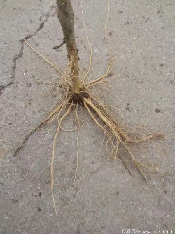 木槿花小苗圖片基地實拍