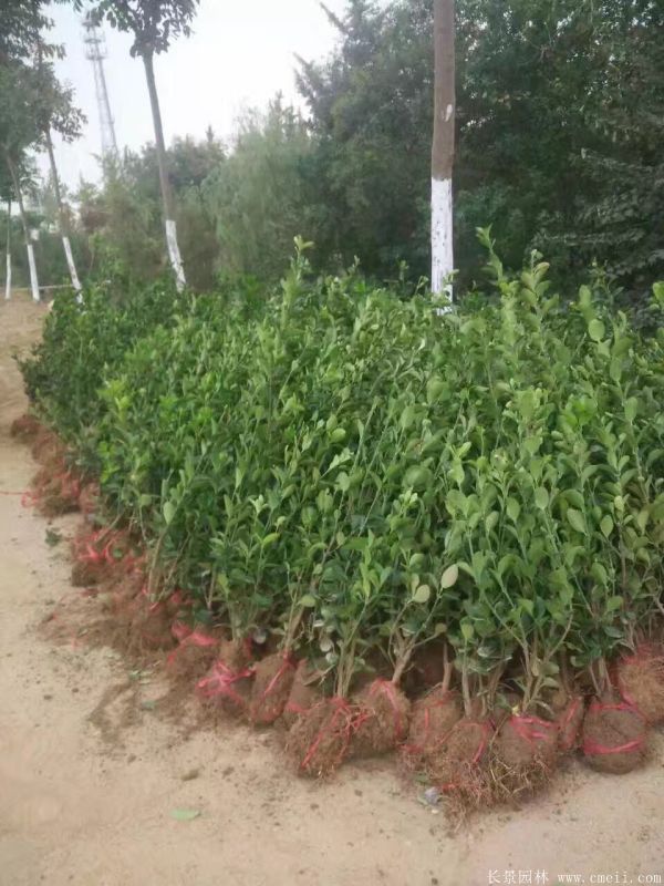冬青小苗圖片基地實(shí)拍 冬青小苗圖片基地實(shí)拍