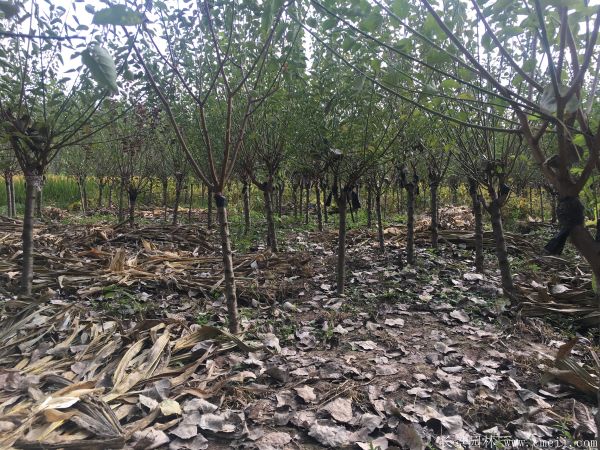 紅梅樹紅梅花圖片基地實(shí)拍