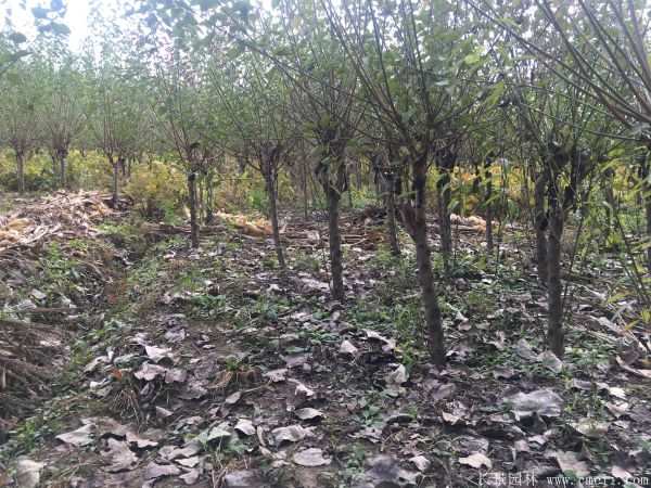 紅梅樹紅梅花圖片基地實(shí)拍