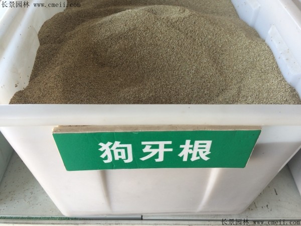 狗牙根種子圖片 狗牙根種子圖片