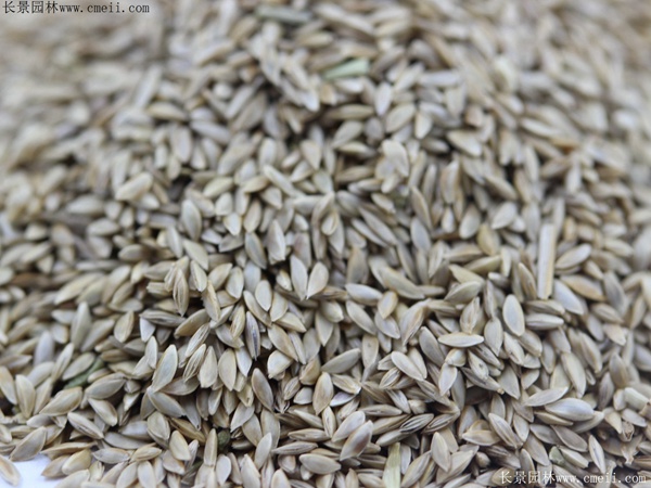 狗牙根種子圖片 狗牙根種子圖片