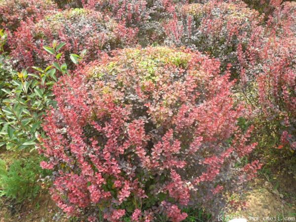 紅葉小檗圖片基地實拍 紅葉小檗圖片基地實拍