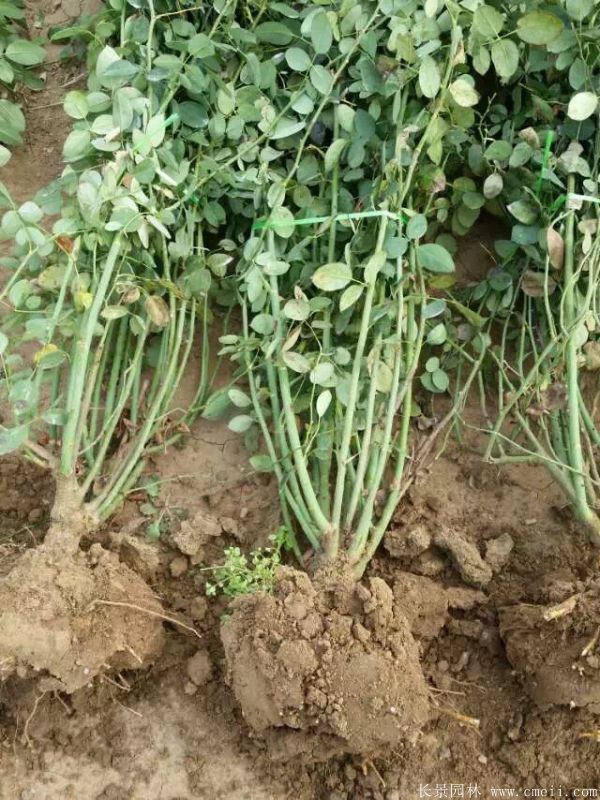 藤本月季圖片基地實(shí)拍