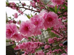 2020年桃樹(shù)苗價(jià)格  桃樹(shù)苗多少錢(qián)一棵   桃樹(shù)苗哪