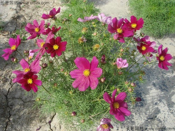 波斯菊種子發芽出苗開花圖片 波斯菊種子發芽出苗開花圖片