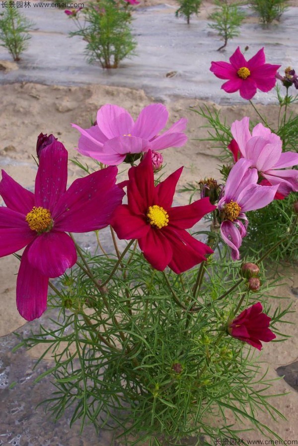 波斯菊種子發芽出苗開花圖片 波斯菊種子發芽出苗開花圖片