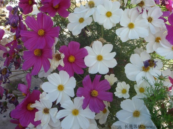 波斯菊種子發芽出苗開花圖片 波斯菊種子發芽出苗開花圖片