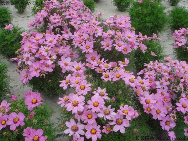 波斯菊種子發芽出苗開花圖片 波斯菊種子發芽出苗開花圖片
