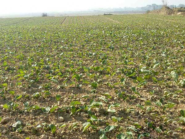 車前子種子發芽出苗圖片