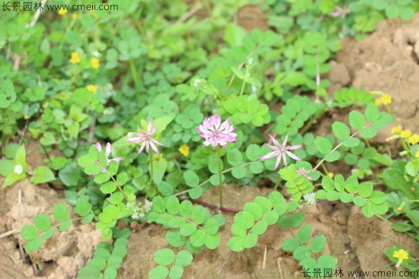 小冠花種子發芽出苗開花圖片 小冠花種子發芽出苗開花圖片
