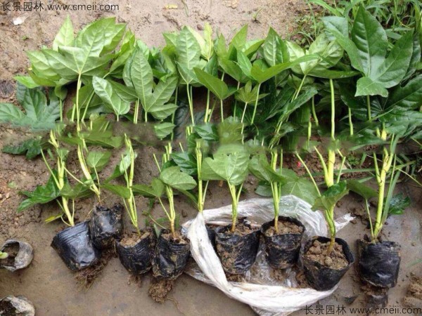 八角金盤種子發芽出苗圖片