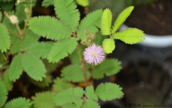 含羞草種子發(fā)芽出苗圖片