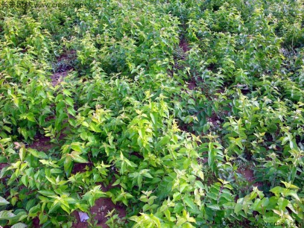 金銀木種子發(fā)芽出苗圖片