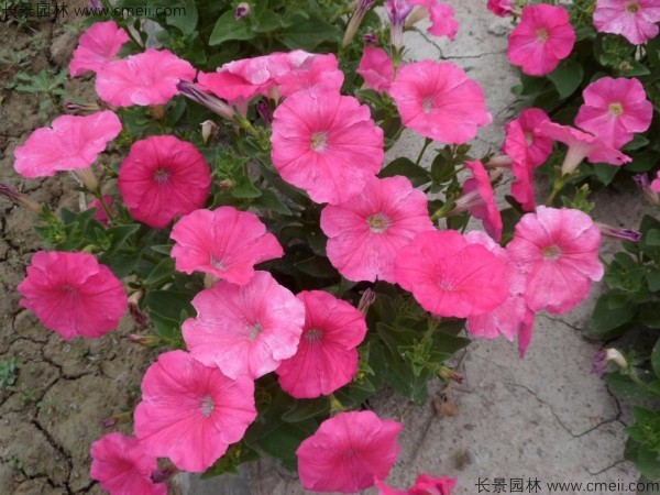 牽牛花種子發芽出苗開花圖片 牽牛花種子發芽出苗開花圖片