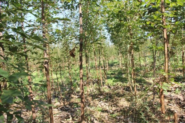 血皮槭種子發(fā)芽出苗圖片