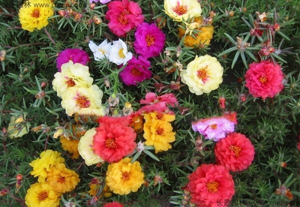 夏天可以種野花組合種子嗎