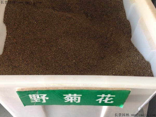 野菊花種子圖片