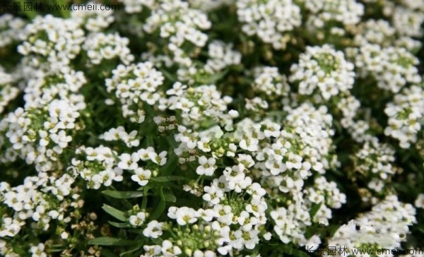 香雪球種子發芽出苗開花圖片 香雪球種子發芽出苗開花圖片