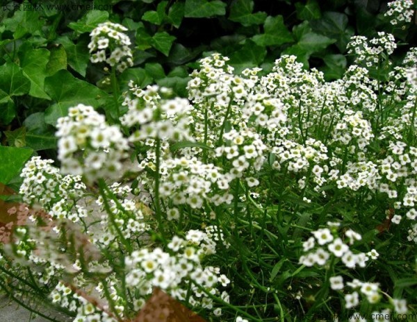 香雪球種子發芽出苗開花圖片 香雪球種子發芽出苗開花圖片
