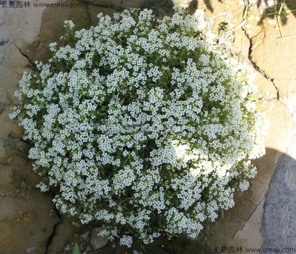 香雪球種子發芽出苗開花圖片 香雪球種子發芽出苗開花圖片