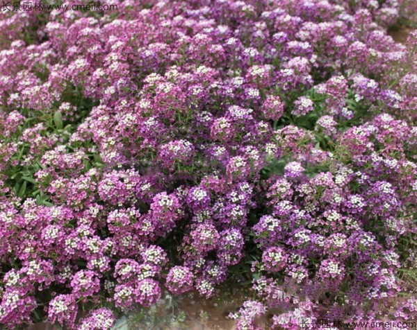 香雪球種子發芽出苗開花圖片 香雪球種子發芽出苗開花圖片