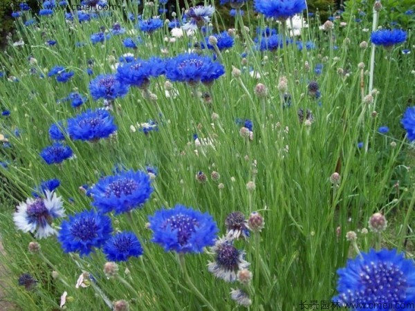 矢車菊種子發芽出苗開花圖片 矢車菊種子發芽出苗開花圖片