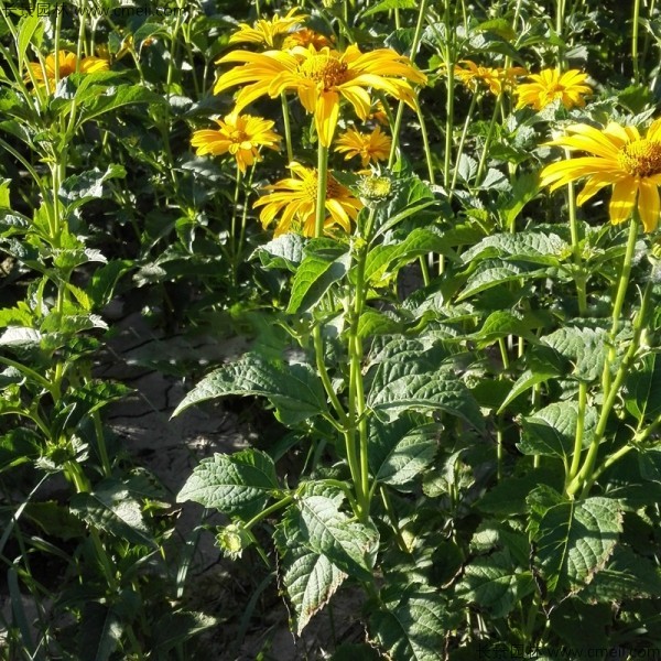 日光菊種子發芽出苗開花圖片 日光菊種子發芽出苗開花圖片