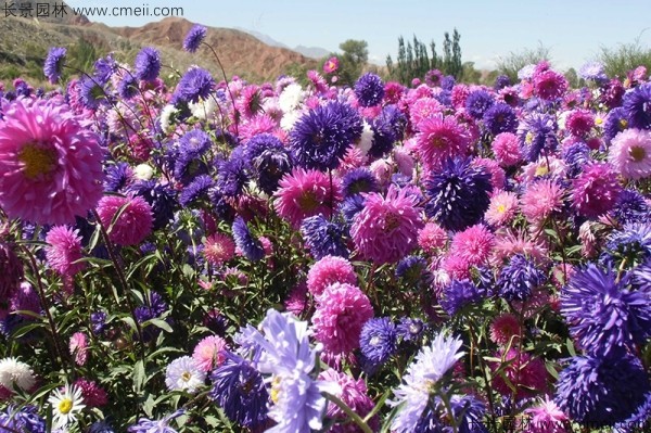 翠菊種子發芽出苗開花圖片 翠菊種子發芽出苗開花圖片