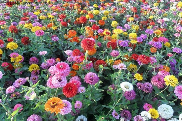 百日草種子發芽出苗開花圖片 百日草種子發芽出苗開花圖片