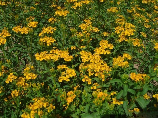 七里黃種子發芽出苗開花圖片 七里黃種子發芽出苗開花圖片
