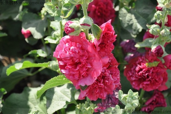 馬絡(luò)葵種子發(fā)芽出苗開花圖片 馬絡(luò)葵種子發(fā)芽出苗開花圖片
