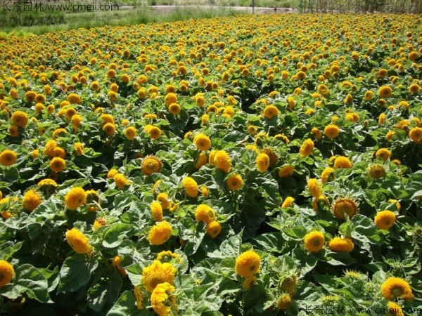 矮向日葵種子發芽出苗開花圖片 矮向日葵種子發芽出苗開花圖片