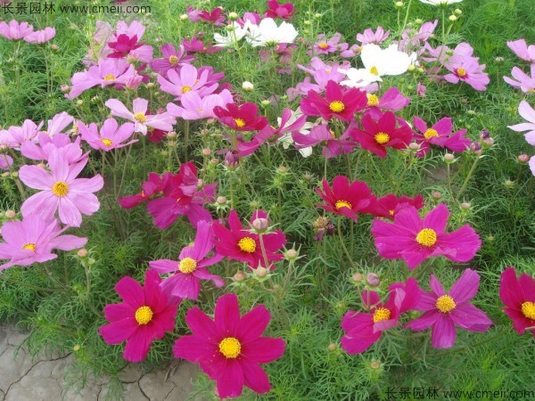 格?；?/></a><br/></td></tr><tr><td>
					名稱【<a href=