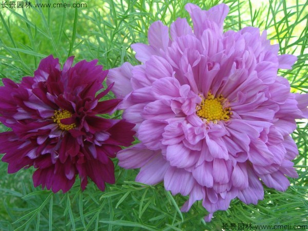 格桑花種子發(fā)芽出苗開(kāi)花圖片