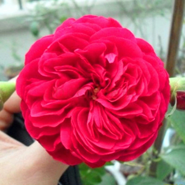 長(zhǎng)景園林紅色達(dá)芬奇照片