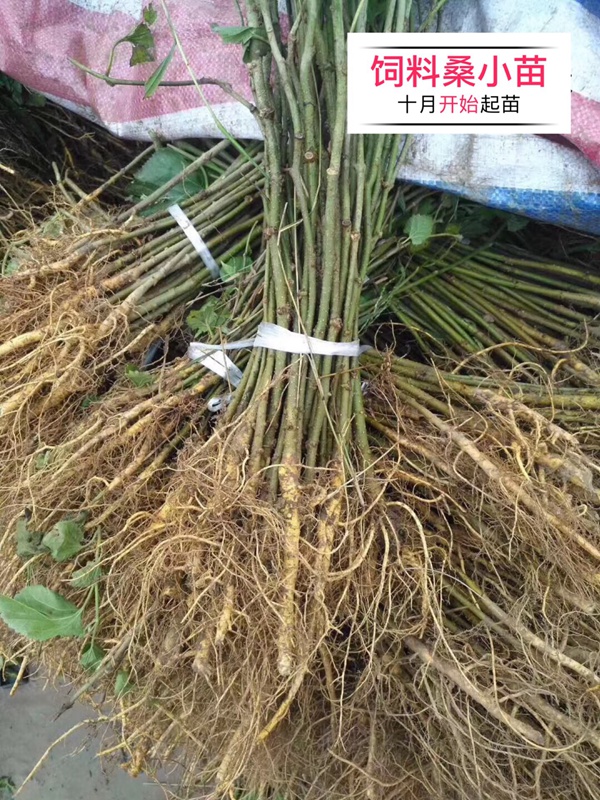 飼料桑 飼料桑