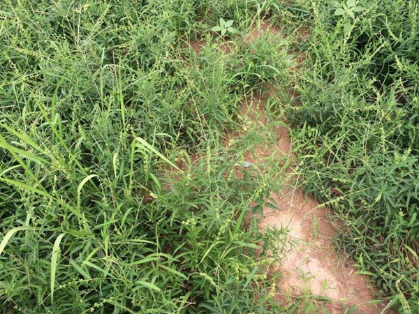 珍珠透骨草種子多少錢一斤,珍珠透骨草種子批發價格