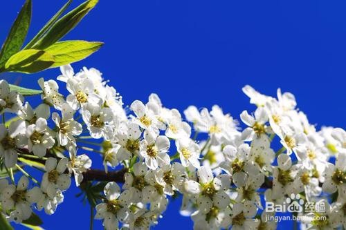 繡線菊怎么養護最合適呢？