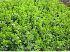 小葉黃楊樹苗多少錢一棵？