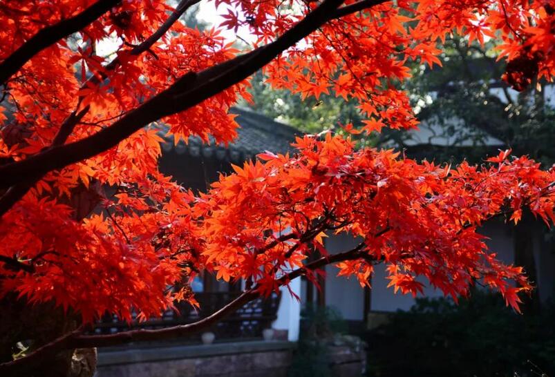 1636610269713844.jpg 1636610269713844.jpg