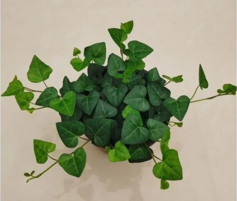 1648444379342867.jpg 1648444379342867.jpg