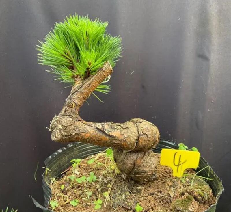 1648444485289604.jpg 1648444485289604.jpg