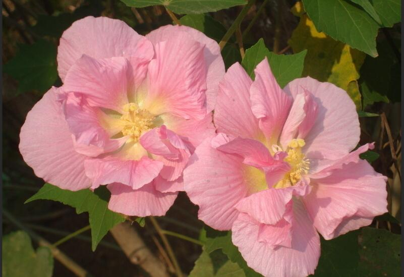 1650003384427793.jpg 木槿花124.jpg