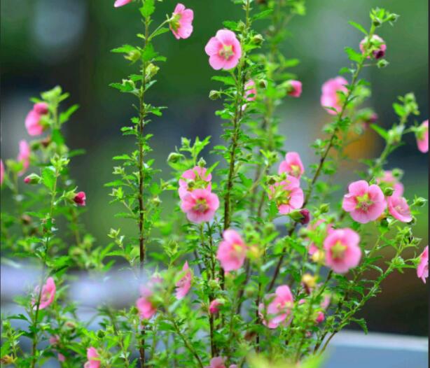 1650003725993502.jpg 1650003725993502.jpg