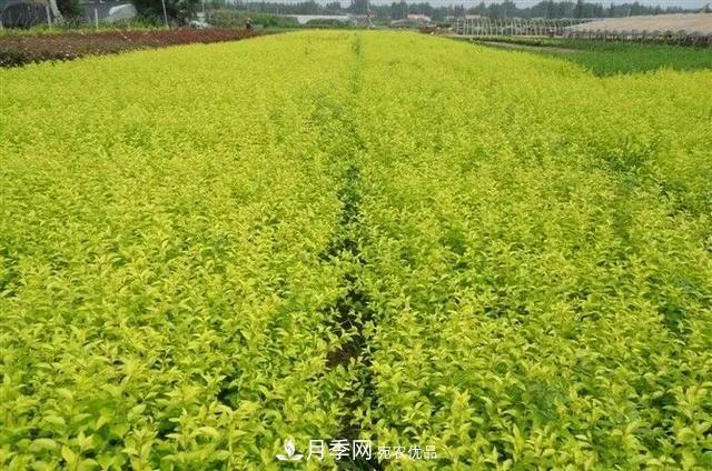 值得收藏！這些全國著名苗木產地你知道幾個？