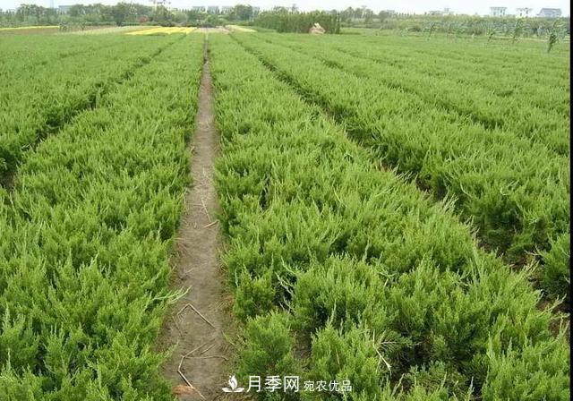 值得收藏！這些全國著名苗木產地你知道幾個？