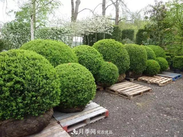 值得收藏！這些全國著名苗木產地你知道幾個？