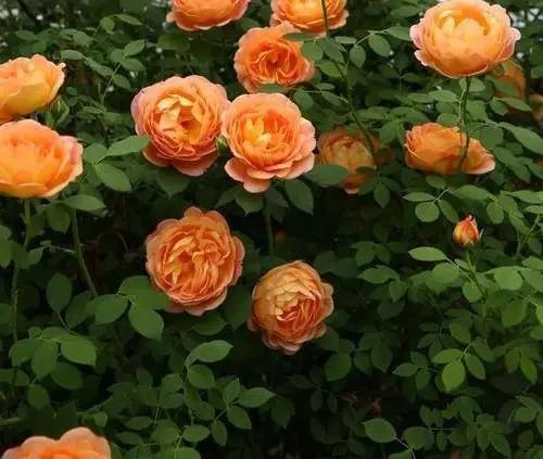 1673154015679708.jpg 微信圖片_20221126211610.jpg