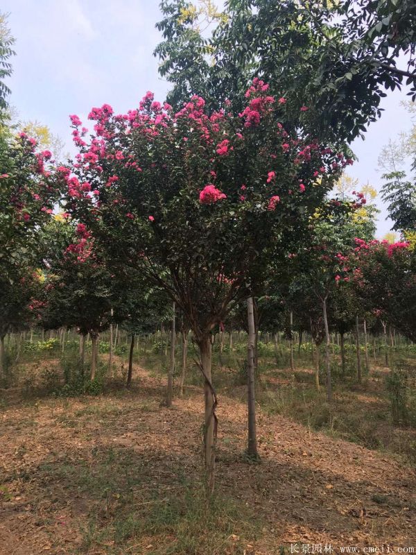 1673154078180580.jpg 1-1F331100TM03.jpg